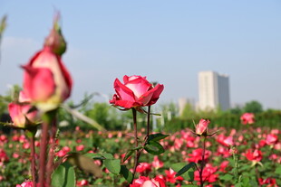 娇艳玫瑰绽放于城市近郊