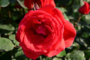 娇艳红玫瑰绽放