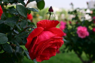 娇艳红玫瑰绽放于花丛