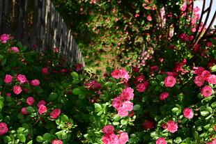繁花簇拥的绿植景观