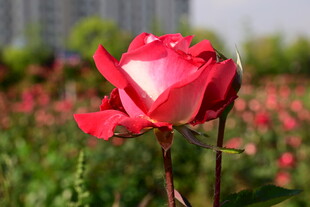 娇艳红玫瑰绽放于花丛中