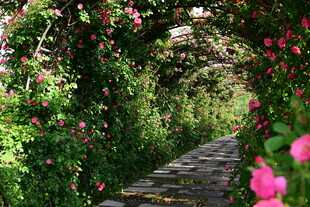 蔷薇花簇拥的浪漫小径