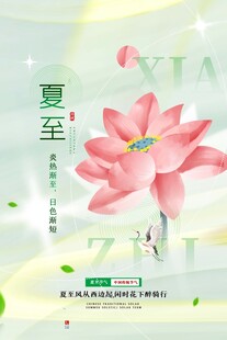 夏至时节绽放的娇艳荷花