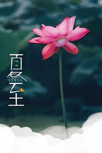 粉色荷花特写