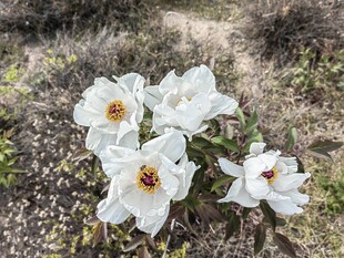 野外绽放的白色花朵