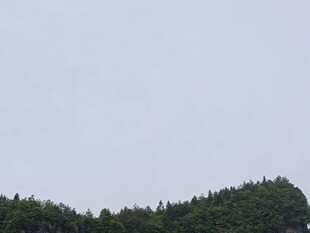  树林