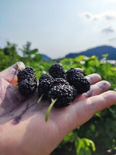  桑葚