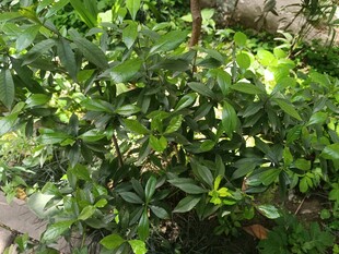绿植