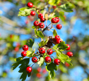 枝头红果映蓝天