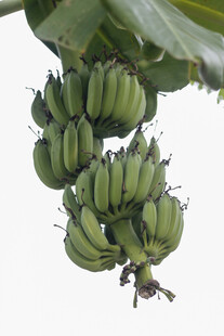 成串青香蕉悬挂枝头
