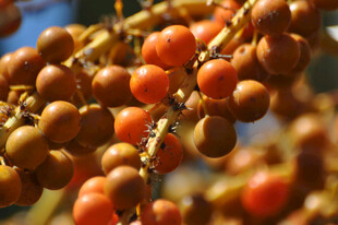饱满沙棘果特写