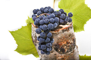 树桩上的紫葡萄与绿叶