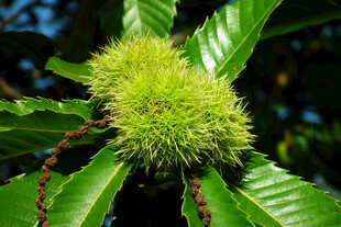 带刺的青板栗果实