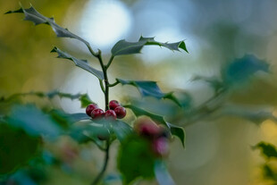 红果绿叶植物特写