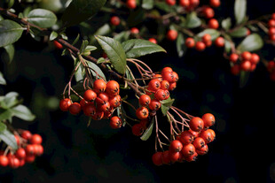 红果绿叶的诱人植物枝丫