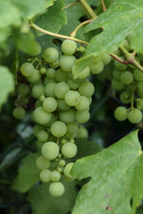 青葡萄挂在绿叶间