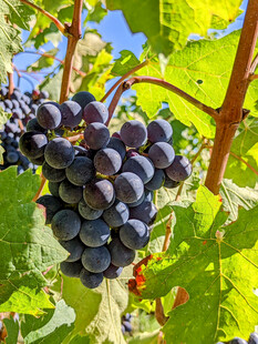 饱满紫葡萄挂于翠绿藤上