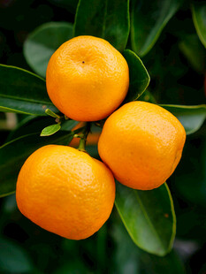 枝头饱满的新鲜橘子