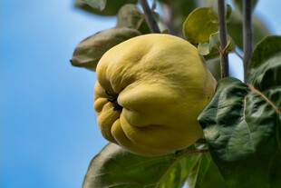 枝头的黄木瓜果实