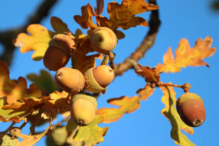 秋日橡树枝头的橡果