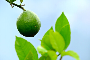 枝头青柠 绿叶相伴