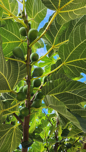 绿叶间的无花果果实