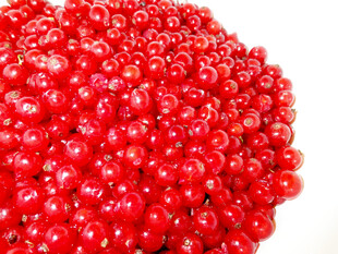 鲜红饱满的浆果