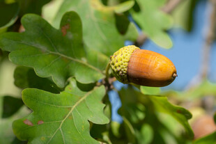 枝头的橡果