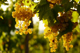 阳光下的金黄葡萄串