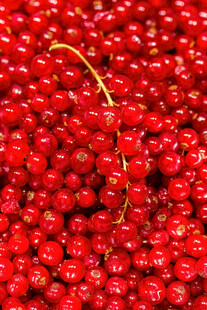 鲜红饱满的红醋栗果实