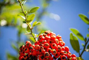 红果满枝绿意衬蓝天