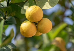 枝头黄澄澄的饱满果实