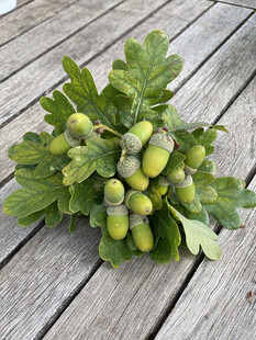 木桌上的青橡果与橡树叶