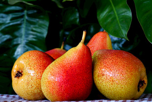 鲜艳多彩的梨子静物图