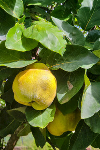 树上的成熟黄色柠檬