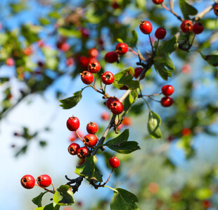 枝头红果绿叶相映成趣