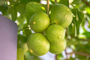 枝头挂着的青绿色番石榴