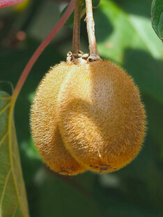 挂在枝头的毛茸茸猕猴桃