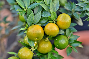 枝头青黄相间的圆润果实