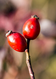 两朵鲜红的玫瑰果