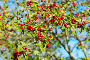 枝头红果绿叶映蓝天