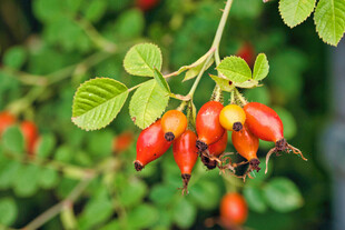 枝头红果蔷薇果