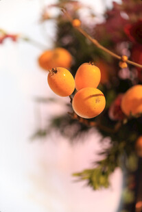 枝头橙黄果实惹人爱