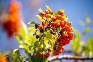 枝头鲜艳的橙红色浆果