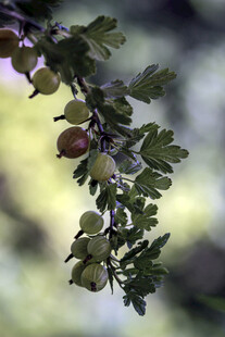 枝头青果与绿叶