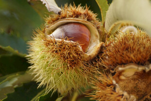 饱满板栗露出褐色果仁