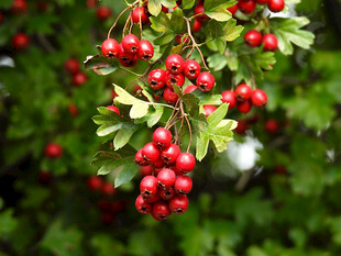 红果绿叶的诱人山楂景象