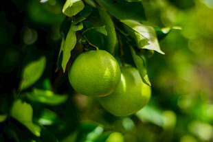 枝头青梨挂绿叶间