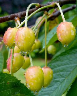 枝头带露的鲜嫩樱桃
