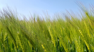 风吹麦浪的田园美景